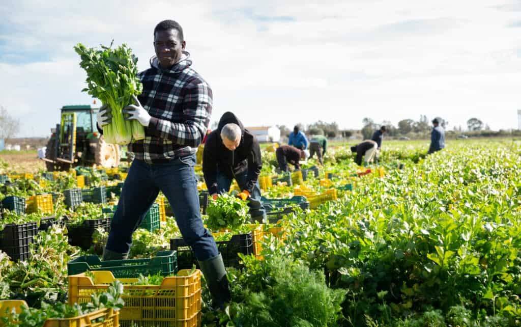 A Black farmer standing on celery plantation with ripe vegetables in hands