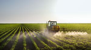A tractor spraying rows of crops in a field