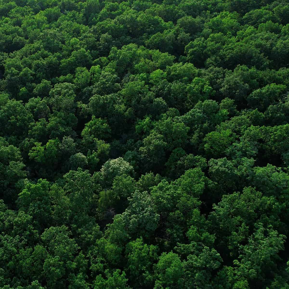 SedexとTreedom： 購入1本につき1本の植樹にご参加ください