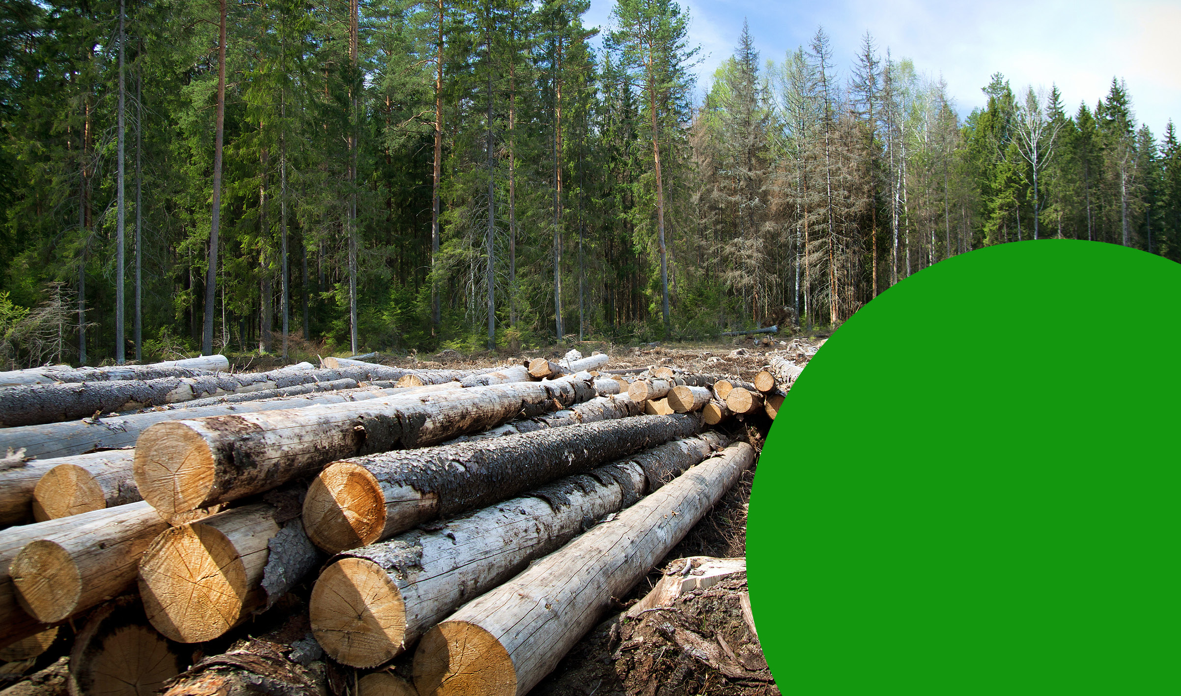 EU Deforestation Regulation: Key Insights for Global Supply Chains - Sedex