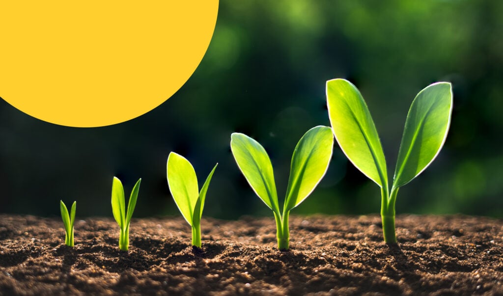 Five leaf shoots in a row, each one bigger than the last